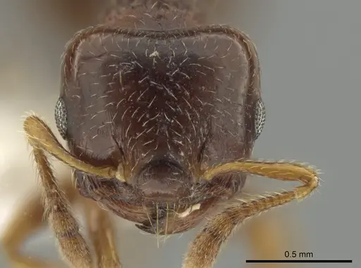 Crematogaster stollii specimen CASENT0649919 image casent0649919_2