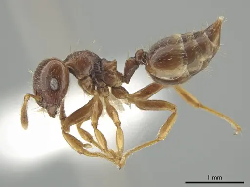 Crematogaster stollii specimen CASENT0649919 image casent0649919_3