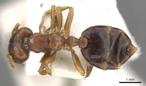 Crematogaster stollii specimen CASENT0901468 image casent0901468_1