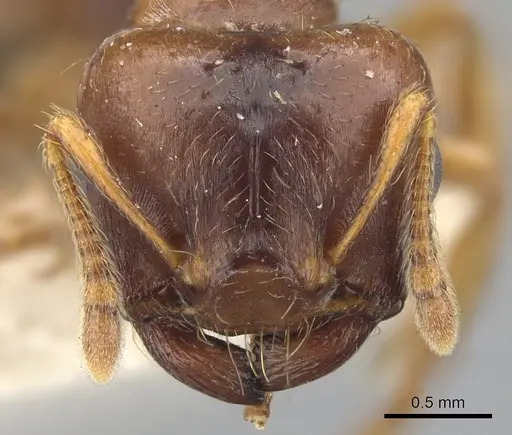 Crematogaster stollii specimen CASENT0901468 image casent0901468_2