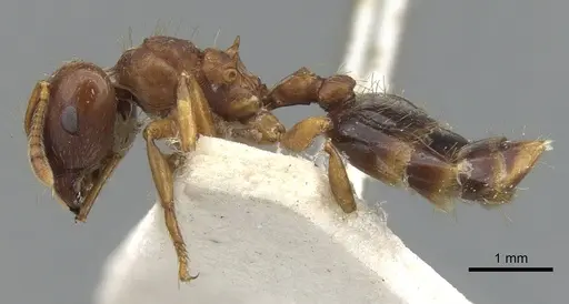 Crematogaster stollii specimen CASENT0901468 image casent0901468_3
