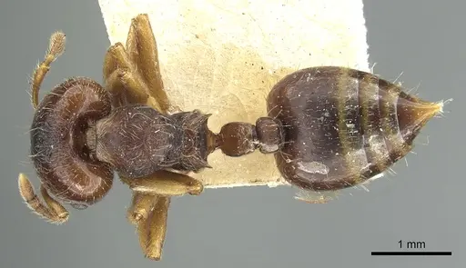 Crematogaster stollii specimen CASENT0902164 image casent0902164_1