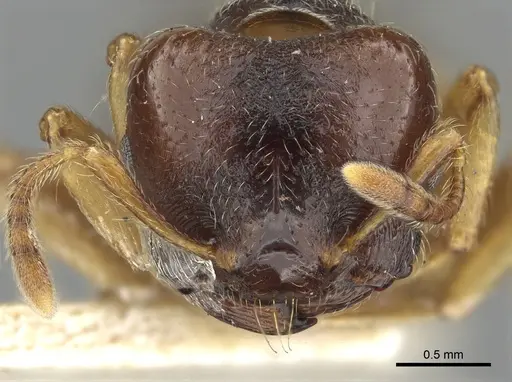 Crematogaster stollii specimen CASENT0902164 image casent0902164_2