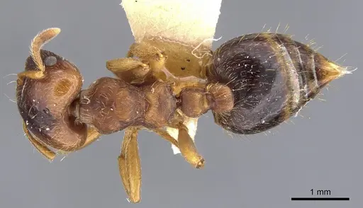Crematogaster stollii specimen CASENT0902167 image casent0902167_1