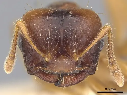Crematogaster stollii specimen CASENT0902167 image casent0902167_2