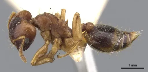 Crematogaster stollii specimen CASENT0902167 image casent0902167_3