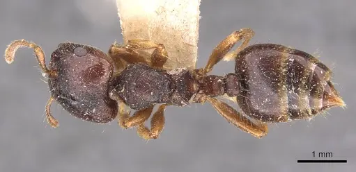 Crematogaster stollii specimen CASENT0908427 image casent0908427_1