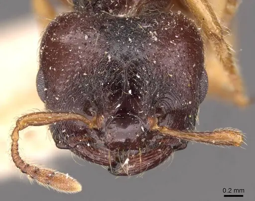 Crematogaster stollii specimen CASENT0908427 image casent0908427_2