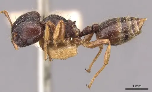 Crematogaster stollii specimen CASENT0908427 image casent0908427_3