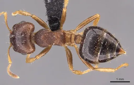Crematogaster stollii specimen CASENT0908428 image casent0908428_1