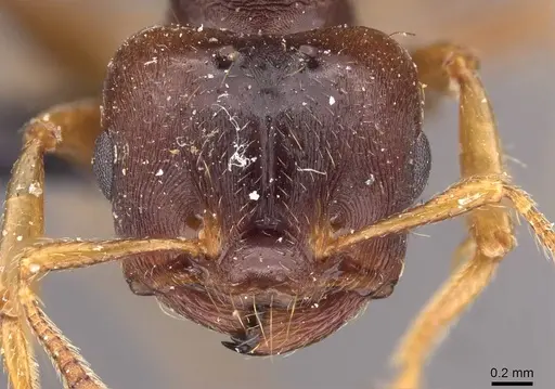 Crematogaster stollii specimen CASENT0908428 image casent0908428_2
