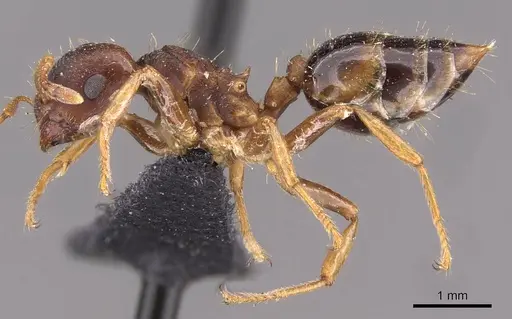 Crematogaster stollii specimen CASENT0908428 image casent0908428_3
