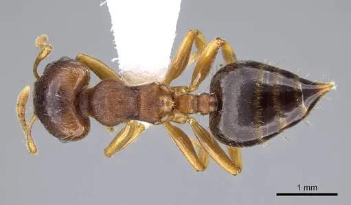 Crematogaster stollii specimen CASENT0914646 image casent0914646_1