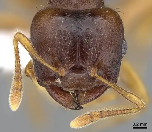 Crematogaster stollii specimen CASENT0914646 image casent0914646_2