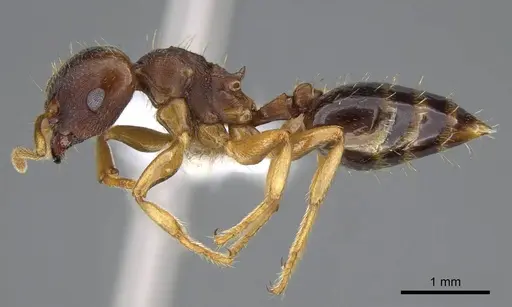 Crematogaster stollii specimen CASENT0914646 image casent0914646_3