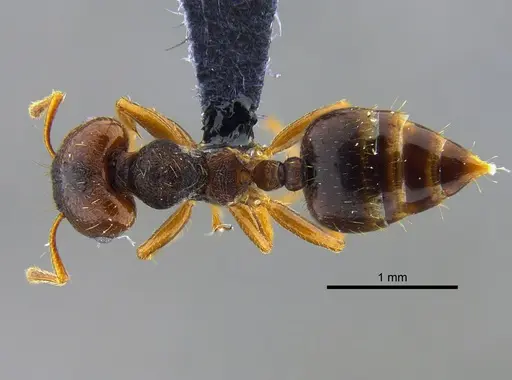 Crematogaster stollii specimen CBUMAGENT41929 image cbumagent41929_1