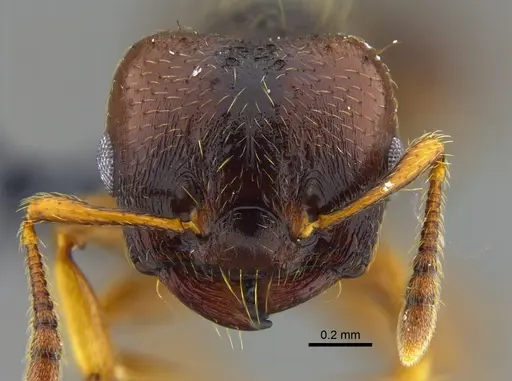 Crematogaster stollii specimen CBUMAGENT41929 image cbumagent41929_2