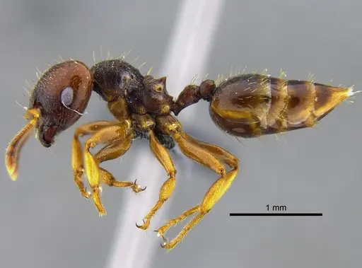 Crematogaster stollii specimen CBUMAGENT41929 image cbumagent41929_3