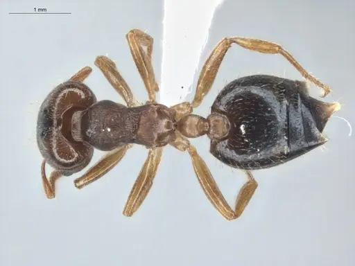 Crematogaster stollii specimen ECOFOG-BUG-2535-07 image ecofog-bug-2535-07_1