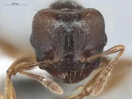 Crematogaster stollii specimen ECOFOG-BUG-2535-07 image ecofog-bug-2535-07_2
