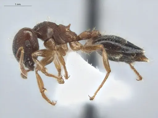 Crematogaster stollii specimen ECOFOG-BUG-2535-07 image ecofog-bug-2535-07_3