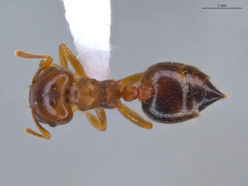 Crematogaster stollii specimen ECOFOG-HC-0036 image ecofog-hc-0036_1