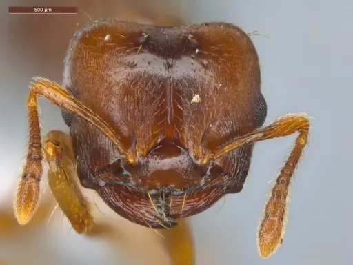 Crematogaster stollii specimen ECOFOG-HC-0036 image ecofog-hc-0036_2