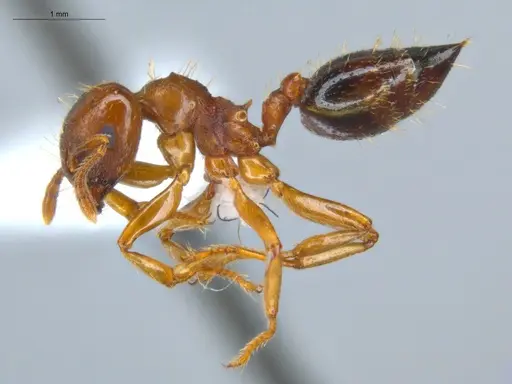 Crematogaster stollii specimen ECOFOG-HC-0036 image ecofog-hc-0036_3