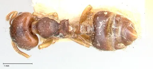Crematogaster stollii specimen FOCOL0659 image focol0659_1