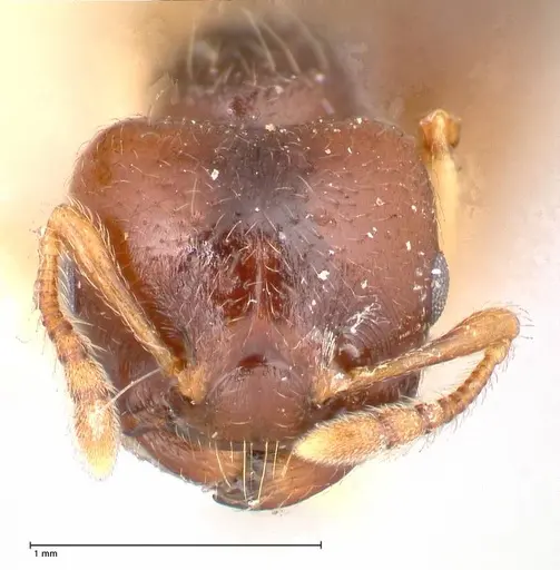 Crematogaster stollii specimen FOCOL0659 image focol0659_2