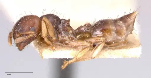 Crematogaster stollii specimen FOCOL0659 image focol0659_3