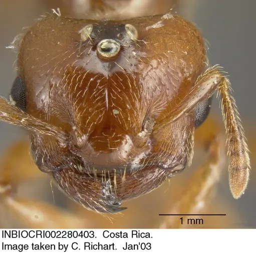 Crematogaster stollii specimen INBIOCRI002280403 image inbiocri002280403_1