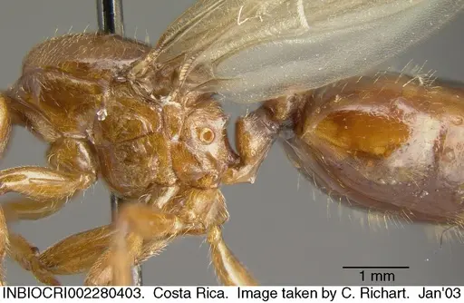 Crematogaster stollii specimen INBIOCRI002280403 image inbiocri002280403_2