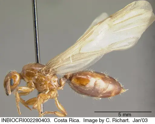 Crematogaster stollii specimen INBIOCRI002280403 image inbiocri002280403_3