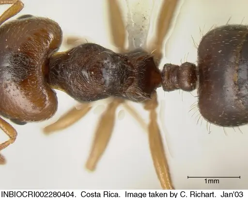 Crematogaster stollii specimen INBIOCRI002280404 image inbiocri002280404_1