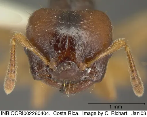 Crematogaster stollii specimen INBIOCRI002280404 image inbiocri002280404_2