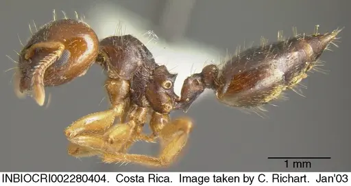 Crematogaster stollii specimen INBIOCRI002280404 image inbiocri002280404_3
