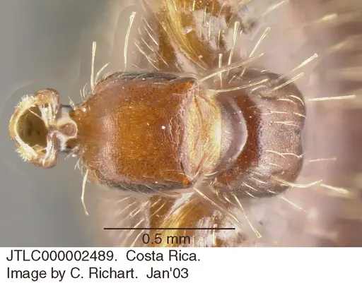 Crematogaster stollii specimen JTLC000002489 image jtlc000002489_1
