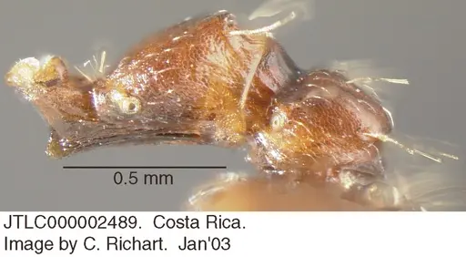 Crematogaster stollii specimen JTLC000002489 image jtlc000002489_2