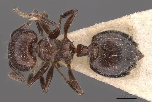 Crematogaster striaticeps specimen CASENT0908479 image casent0908479_1