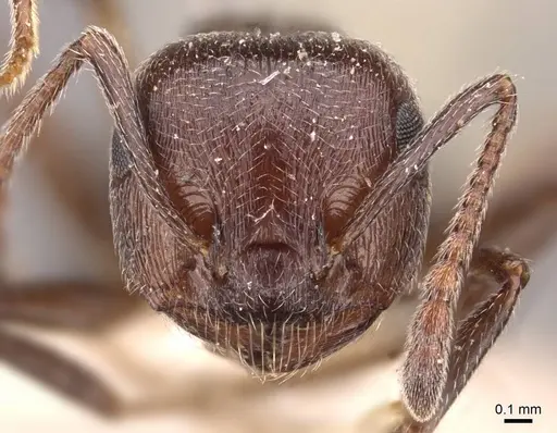 Crematogaster striaticeps specimen CASENT0908479 image casent0908479_2