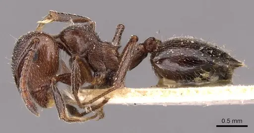 Crematogaster striaticeps specimen CASENT0908479 image casent0908479_3