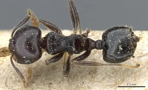 Crematogaster striatula specimen CASENT0904482 image casent0904482_1