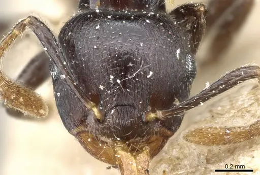 Crematogaster striatula specimen CASENT0904482 image casent0904482_2