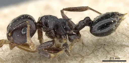 Crematogaster striatula specimen CASENT0904482 image casent0904482_3