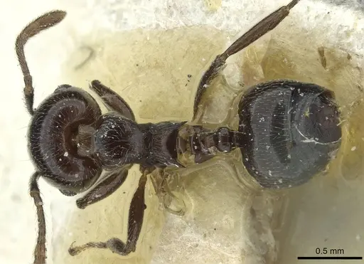 Crematogaster striatula specimen CASENT0912816 image casent0912816_1
