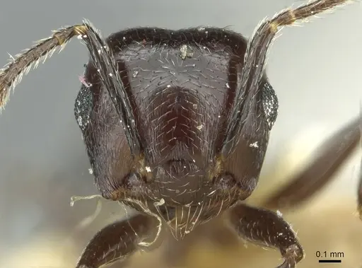 Crematogaster striatula specimen CASENT0912816 image casent0912816_2