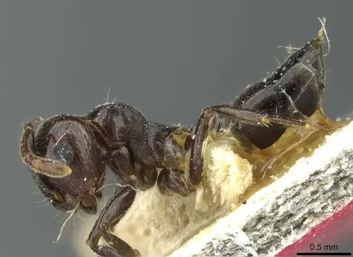 Crematogaster striatula specimen CASENT0912816 image casent0912816_3