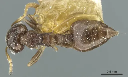 Crematogaster striatula specimen CASENT0912817 image casent0912817_1