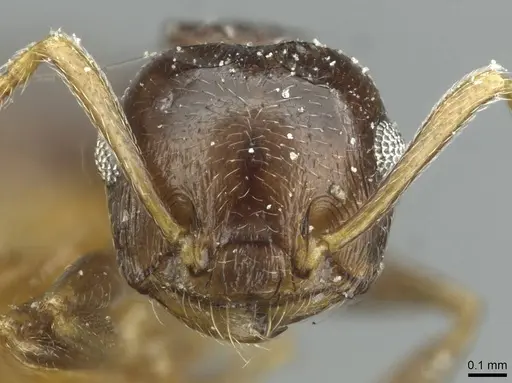 Crematogaster striatula specimen CASENT0912817 image casent0912817_2